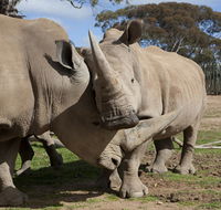 Monarto Zoo - New Castle Holiday