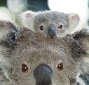 Billabong Koala and Wildlife Park - New Castle Holiday