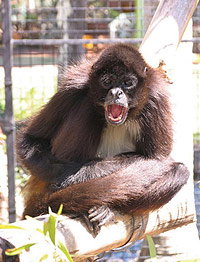 Billabong Koala And Wildlife Park - New Castle Holiday 1