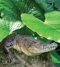 Billabong Koala And Wildlife Park - New Castle Holiday 2