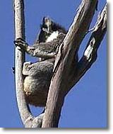 OZe Wildlife - New Castle Holiday 2