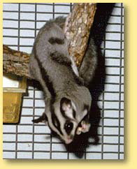 OZe Wildlife - New Castle Holiday 3