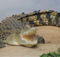 Dundee's Wildlife Park - New Castle Holiday