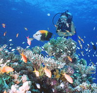 Drop Zone Dive Site - New Castle Holiday