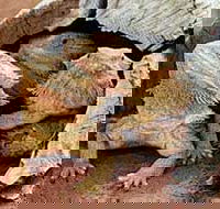 Alice Springs Reptile Centre - New Castle Holiday