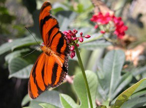 Butterfly Farm - New Castle Holiday 0