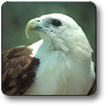 Kakadu National Park - New Castle Holiday 0