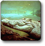 Kakadu National Park - New Castle Holiday 1