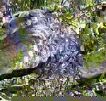Koala Conservation Centre - New Castle Holiday