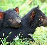 Great Oak Holdings Pty Ltd - New Castle Holiday