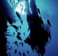 Scuba World - New Castle Holiday