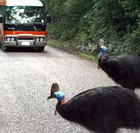 Kookaburra Tours - New Castle Holiday