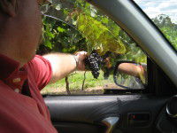 Mount Tamborine Winery & Homestead - New Castle Holiday 1