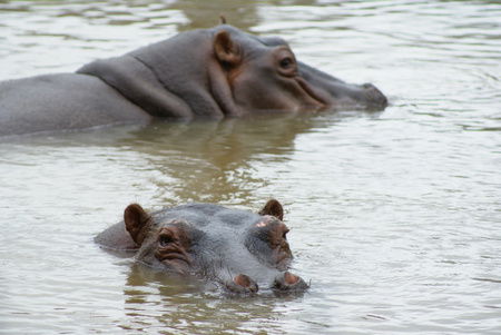 Cairns Wildlife Safari Reserve - New Castle Holiday 2