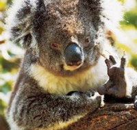 Gorge Wildlife Park - New Castle Holiday