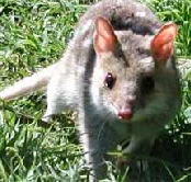Urimbirra Wildlife Park - New Castle Holiday