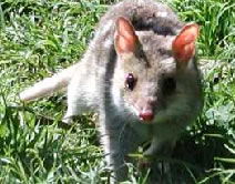 Urimbirra Wildlife Park - New Castle Holiday 0