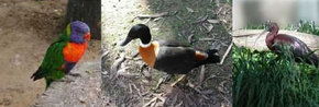 Urimbirra Wildlife Park - New Castle Holiday 2