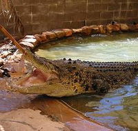 Wyndham Zoological Gardens and Crocodile Park - New Castle Holiday