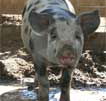 Wagga Wagga Zoo - New Castle Holiday