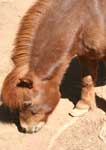 Wagga Wagga Zoo - New Castle Holiday 3