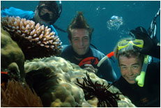 Dolphin Wild - New Castle Holiday 1