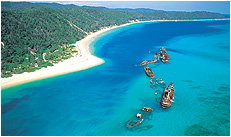 Dolphin Wild - New Castle Holiday 3