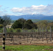 Buller View Wines - New Castle Holiday