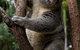 Currumbin Wildlife Sanctuary - thumb 1
