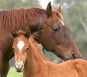 Ruffy VIC New Castle Holiday