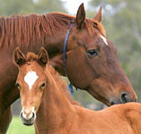 Blue Gum Farm - New Castle Holiday