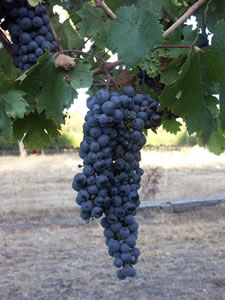 Lion Mill Vineyards - New Castle Holiday 3