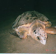 Footprints Adventures - New Castle Holiday