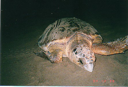 Footprints Adventures - New Castle Holiday 0