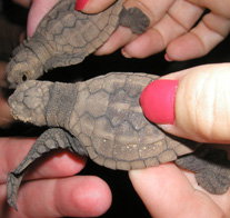 Footprints Adventures - New Castle Holiday 1