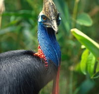 David Fleay Wildlife Park - New Castle Holiday