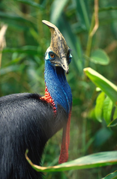 David Fleay Wildlife Park - New Castle Holiday 0