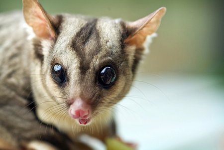 David Fleay Wildlife Park - New Castle Holiday 1