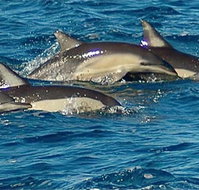 Dolphin Swim Australia - New Castle Holiday