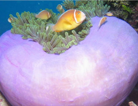 Silver Swift - New Castle Holiday 1