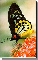 Daintree Rainforest River Trains - New Castle Holiday 2