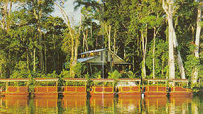Daintree Rainforest River Trains - New Castle Holiday 3