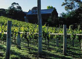 Goona Warra Vineyard - New Castle Holiday 1
