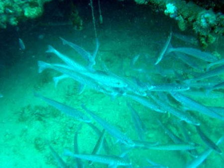 Underwater Sports Diving Centre - New Castle Holiday 1