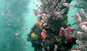 Underwater Sports Diving Centre - New Castle Holiday 2