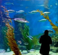 Melbourne Aquarium - New Castle Holiday