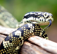 Reptile Encounters - New Castle Holiday