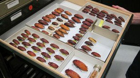 Western Australian Museum - New Castle Holiday 1