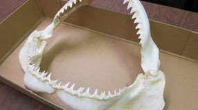 Western Australian Museum - New Castle Holiday 2