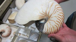 Western Australian Museum - New Castle Holiday 3